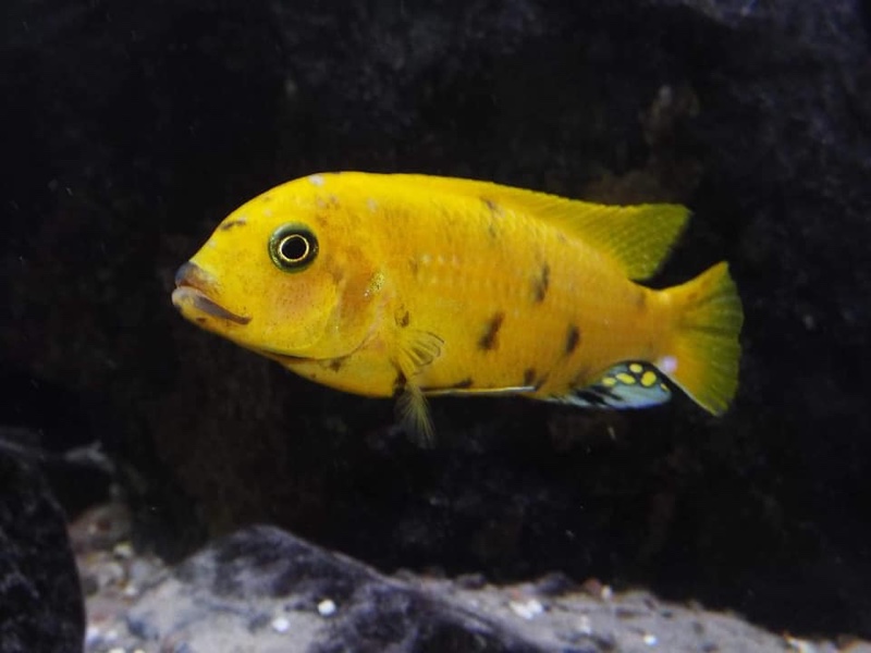 Maylandia sp. 'zebra gold' Kawanga